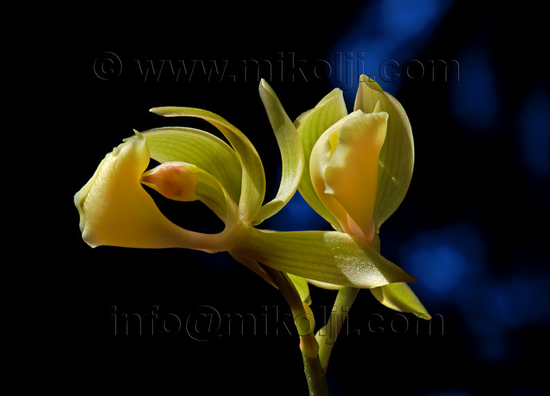 Mormodes buccinator,  beautiful, beauty, bird, black, bloom, botanical, botany, branch, bright, catasetinae, catasetum, closeup, color, colorful, decoration, decorative, design, detail, elegance, exotic, flora, floral, flower, fresh, freshness, garden, gardening, green, home, isolated, mormodes, natural, nature, orchid, organic, petals, phalaenopsis, plant, special, species, spring, stamen, stripe, striped, summer, tropical, unusual, warm, yellow, wild, rare, amazon, wallpaper, background, ivan mikolji, flor, flores, silvestres, Venezuela, calendarios, libres de derecho, fotos publicitarias, venta de fotos, verde, amarilla, orquideas, matas, plantas